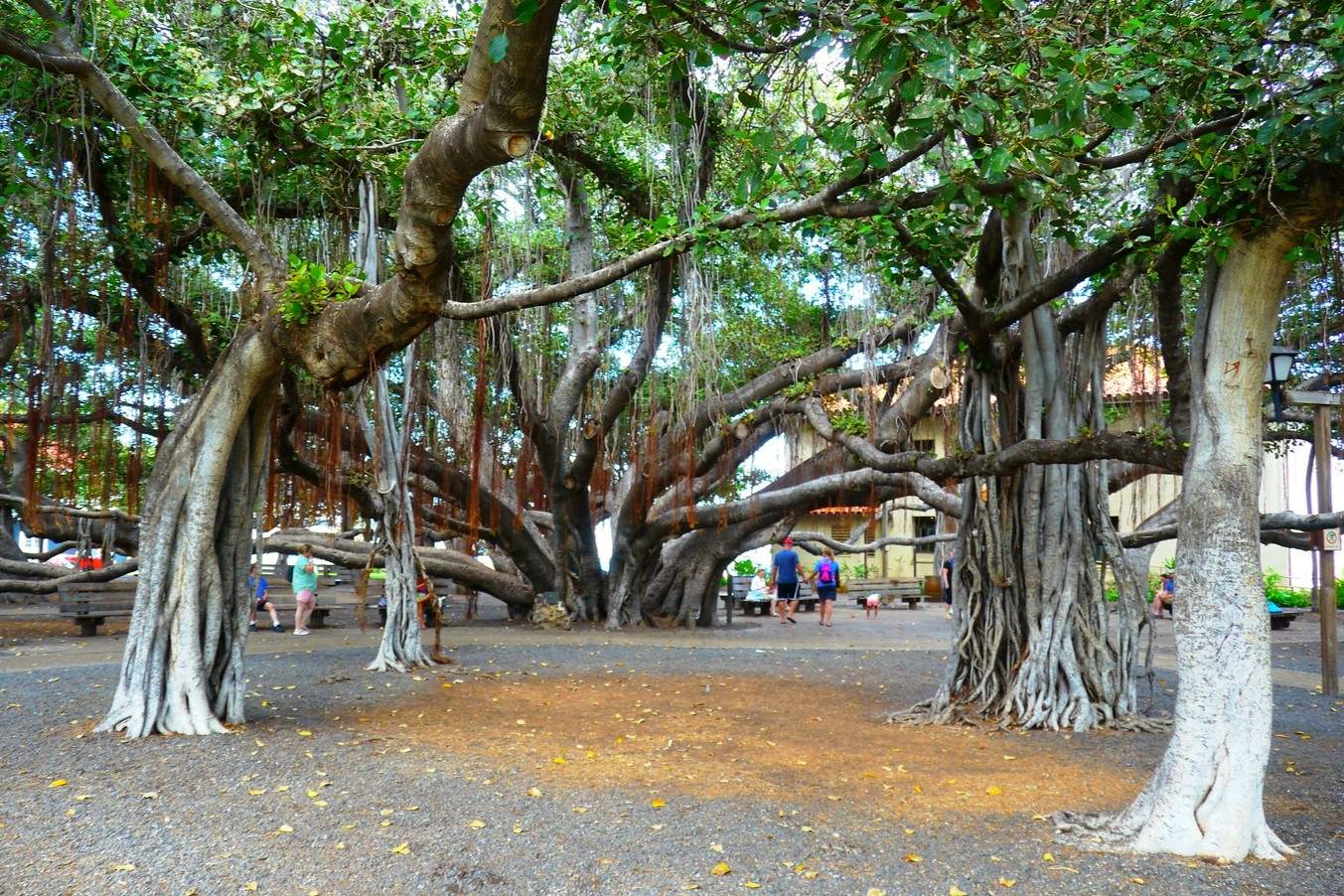 lahaina-banyan-court-park-a-tropical-paradise-awaits