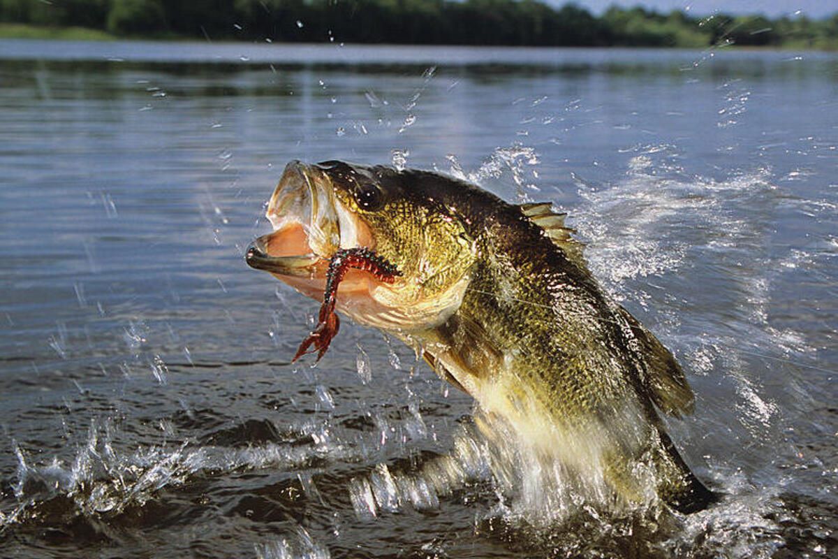 Largemouth-Bass-Thrills-At-South-Toledo-Bend-State-Park largemouth-bass-thrills-at-south-toledo-bend-state-park