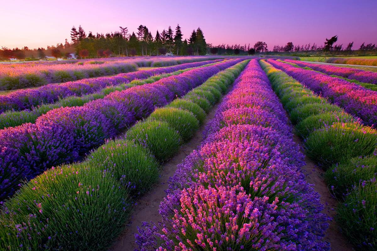 lavender-dreams-await-in-sequim