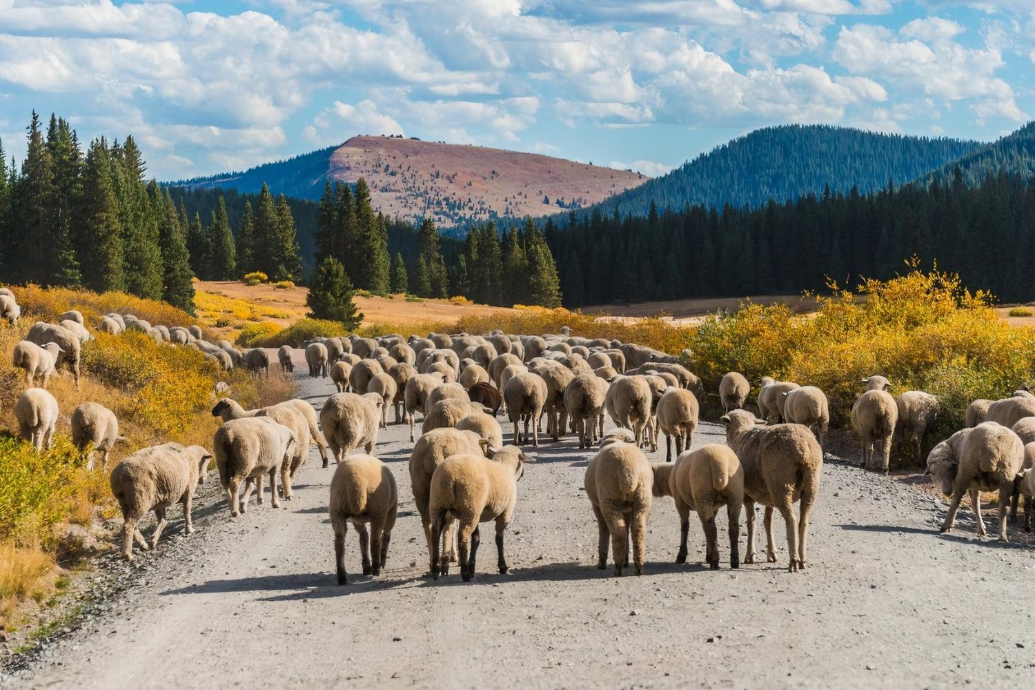 Lost-Basque-Sheepherder-Camps-In-Idaho lost-basque-sheepherder-camps-in-idaho