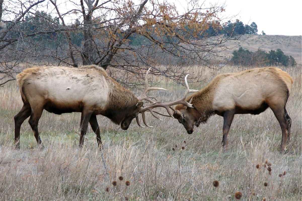 love-in-the-wild-fort-niobraras-hidden-gem