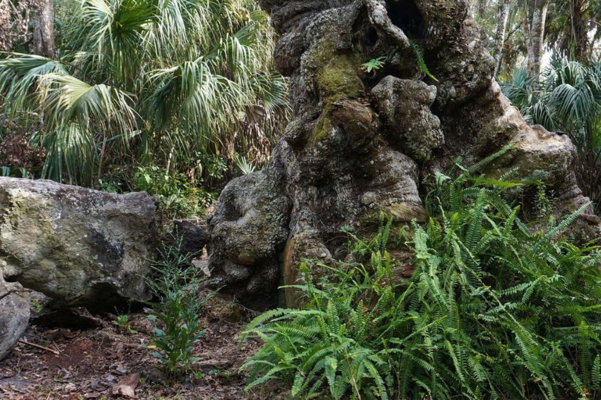 majestic-ancient-oaks-of-highlands-hammock-state-park
