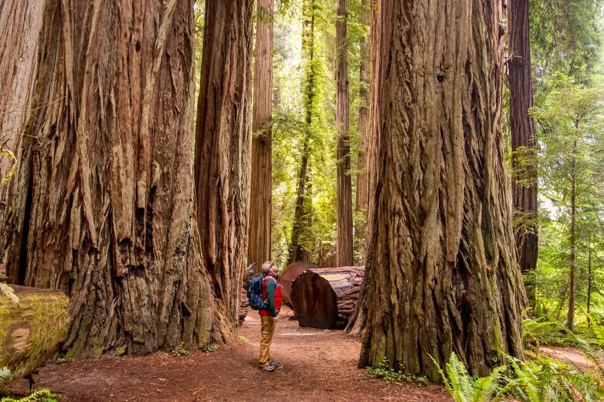 Majestic-Drive-Through-Jedediah-Smith-Redwoods majestic-drive-through-jedediah-smith-redwoods