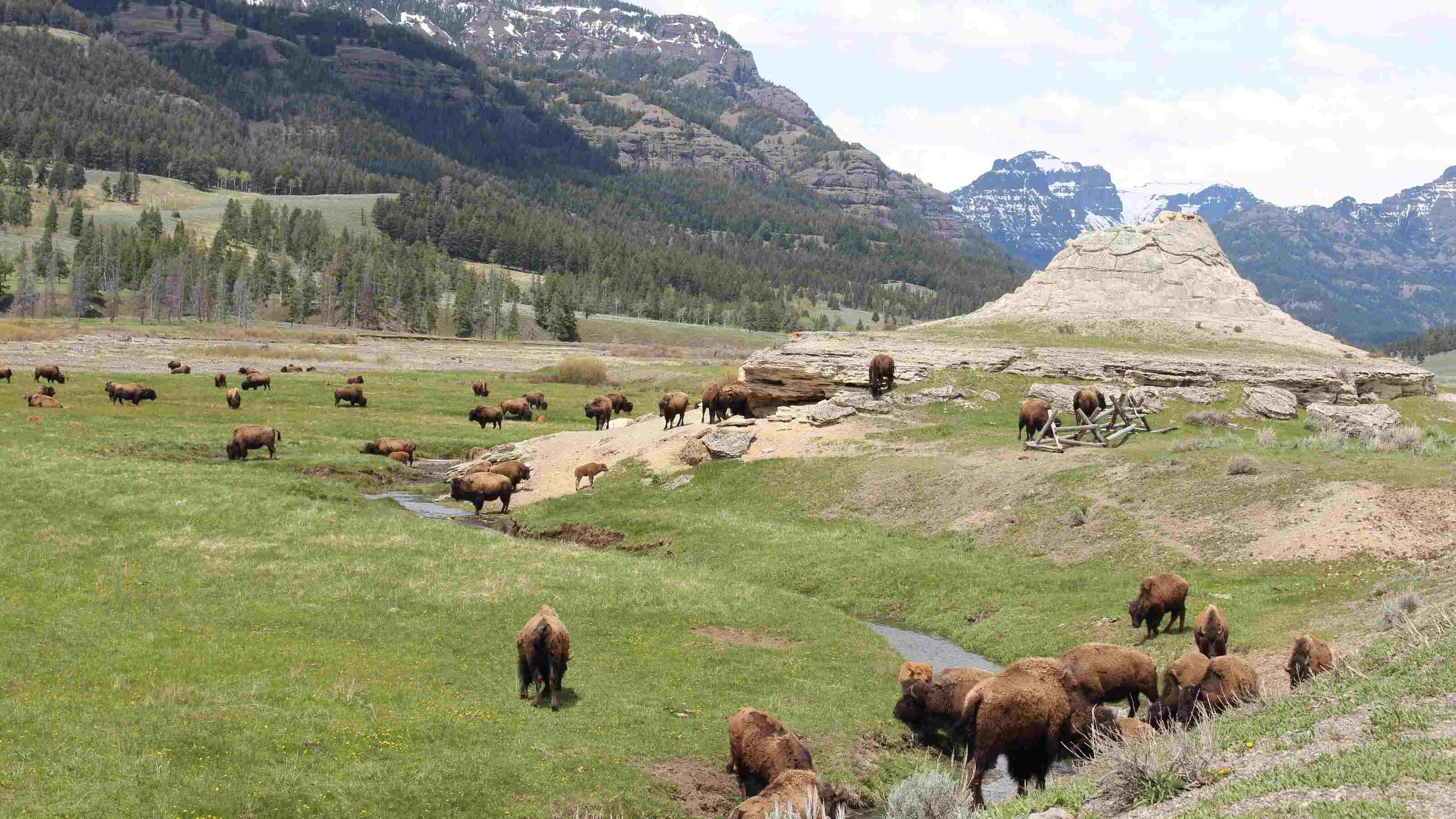 majestic-peaks-of-grand-teton