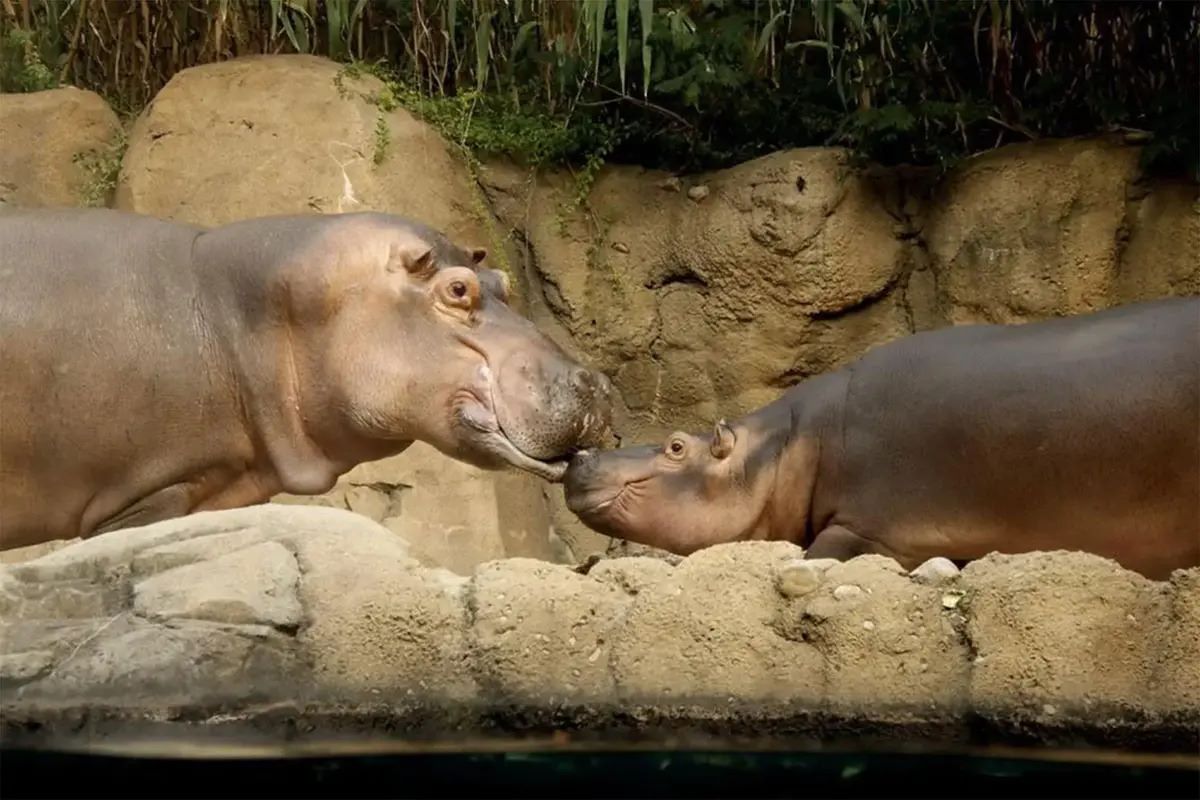 Meet-Fiona-The-Hippo-At-Cincinnati-Zoo meet-fiona-the-hippo-at-cincinnati-zoo