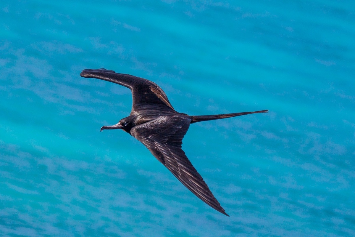 meet-the-majestic-birds-of-florida-keys