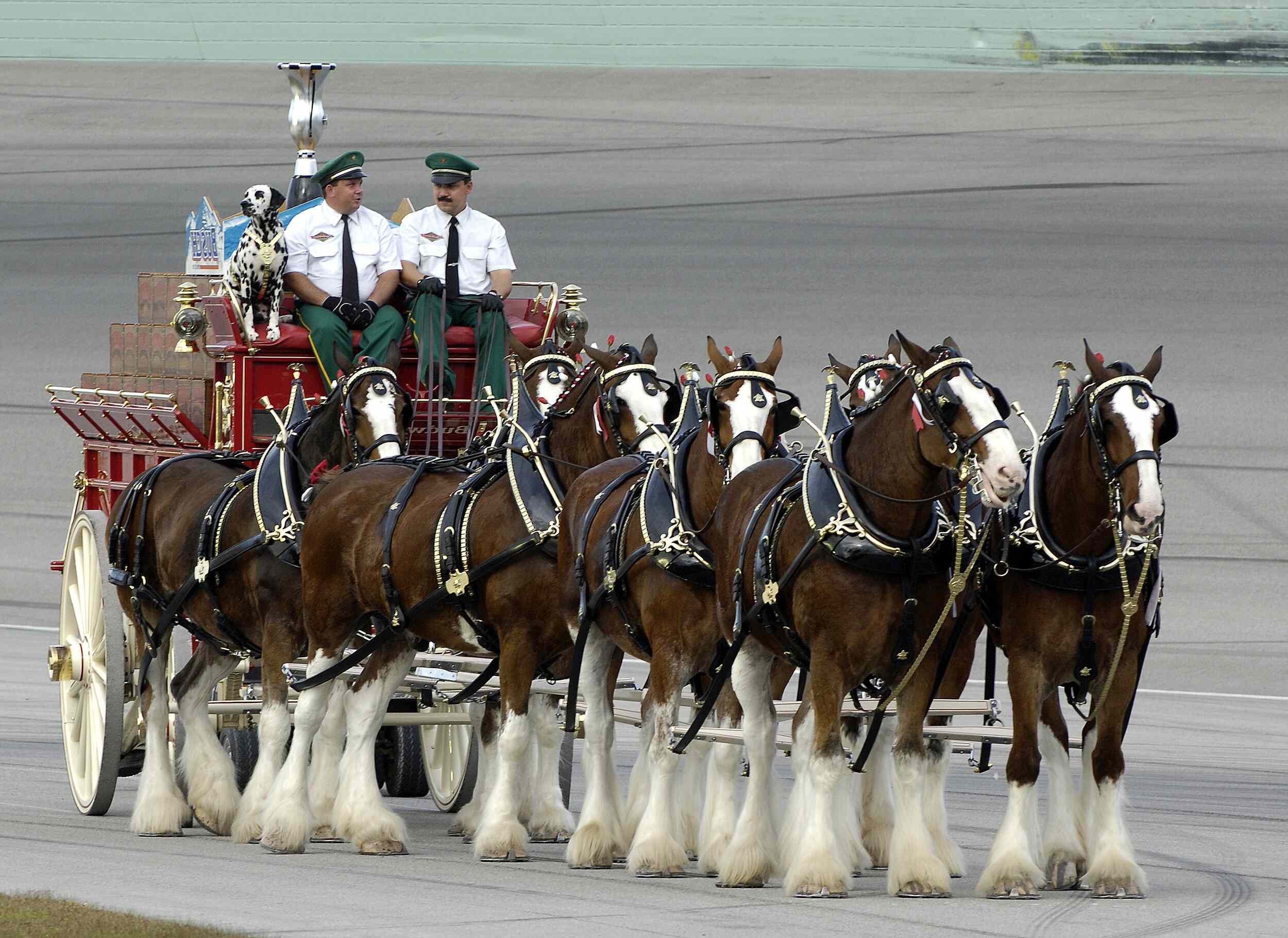 meet-the-majestic-budweiser-clydesdales-at-anheuser-busch