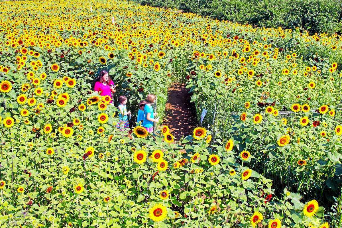 middlefield-magic-lyman-orchards-awaits