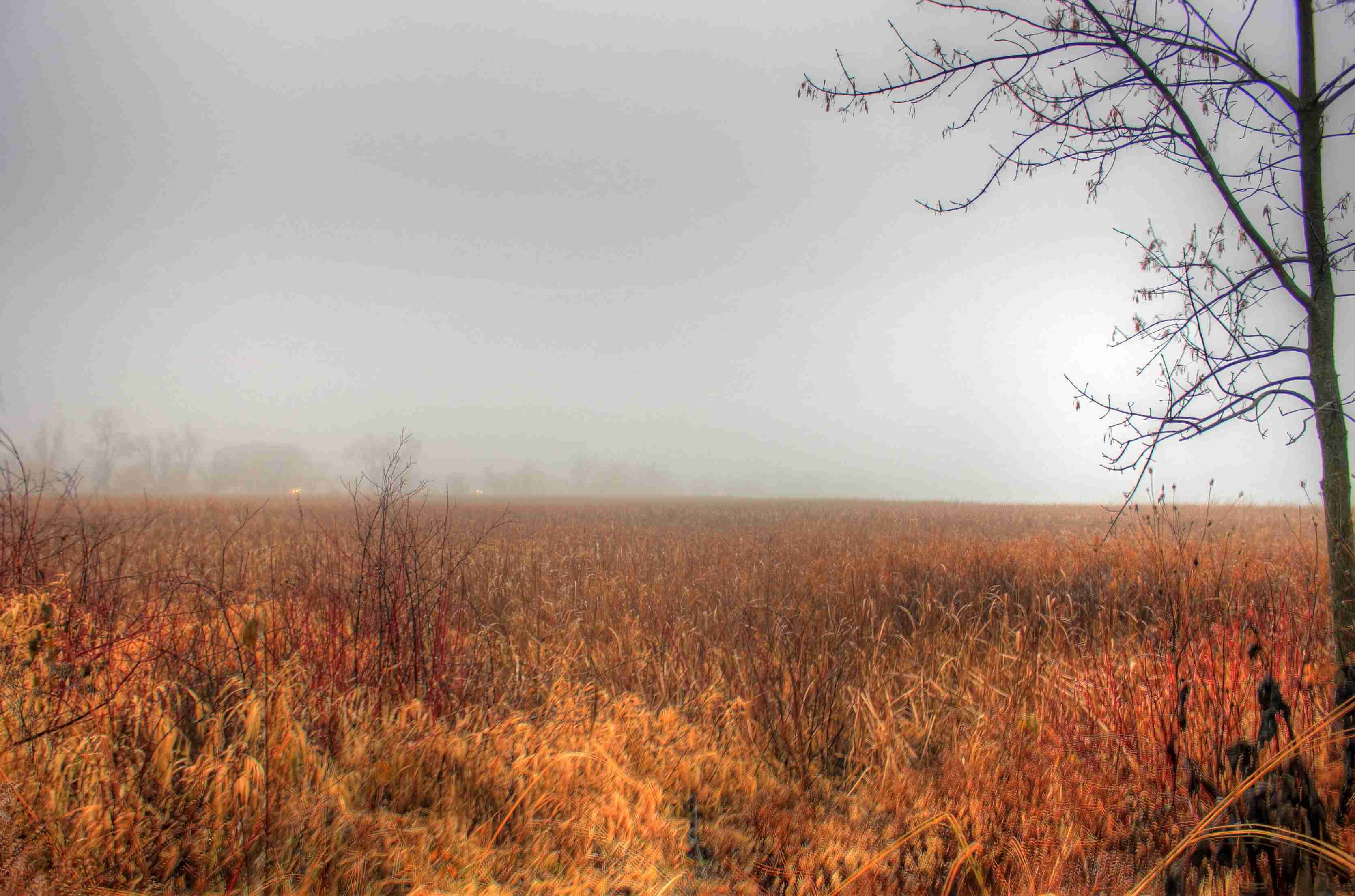Misty-Moonseed-Mazes-In-Lowcountry-Swamps misty-moonseed-mazes-in-lowcountry-swamps