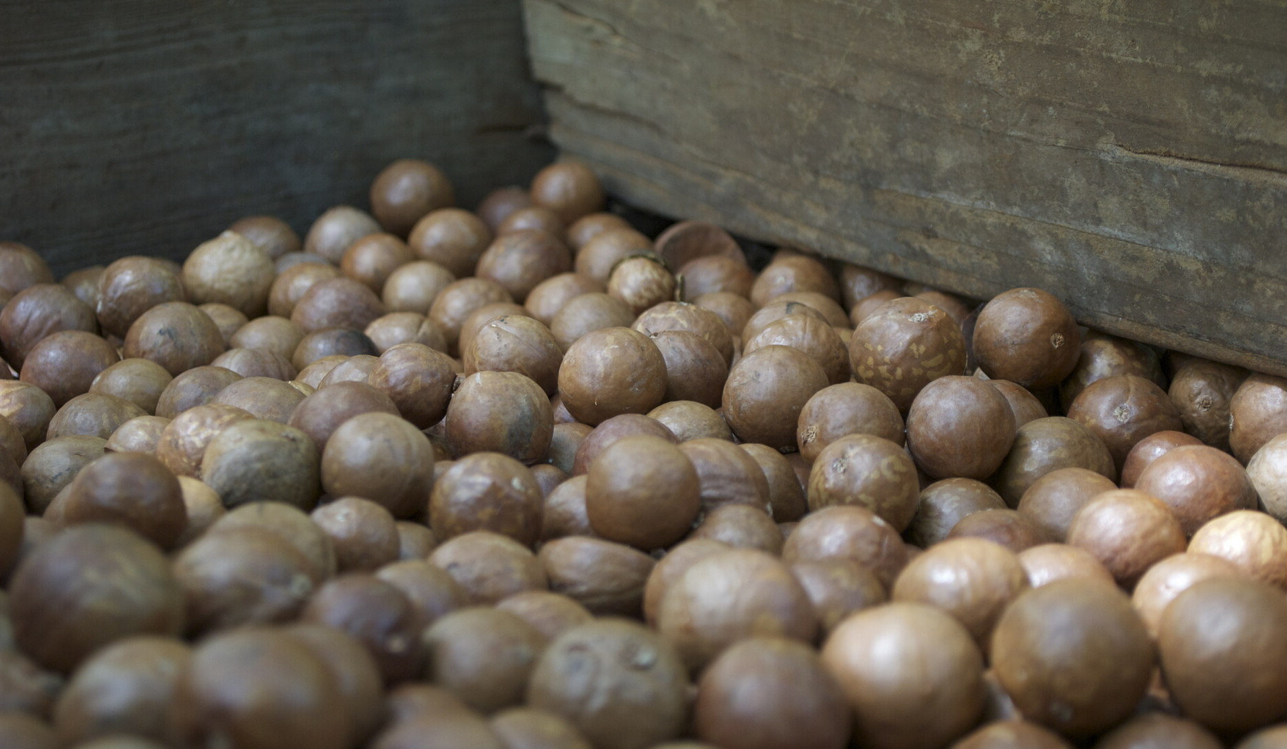 molokais-hidden-gem-purdys-macadamia-nut-farm-adventure