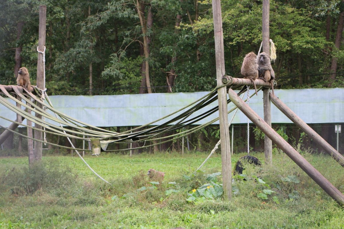 monkey-village-adventure-at-phoenix-zoo