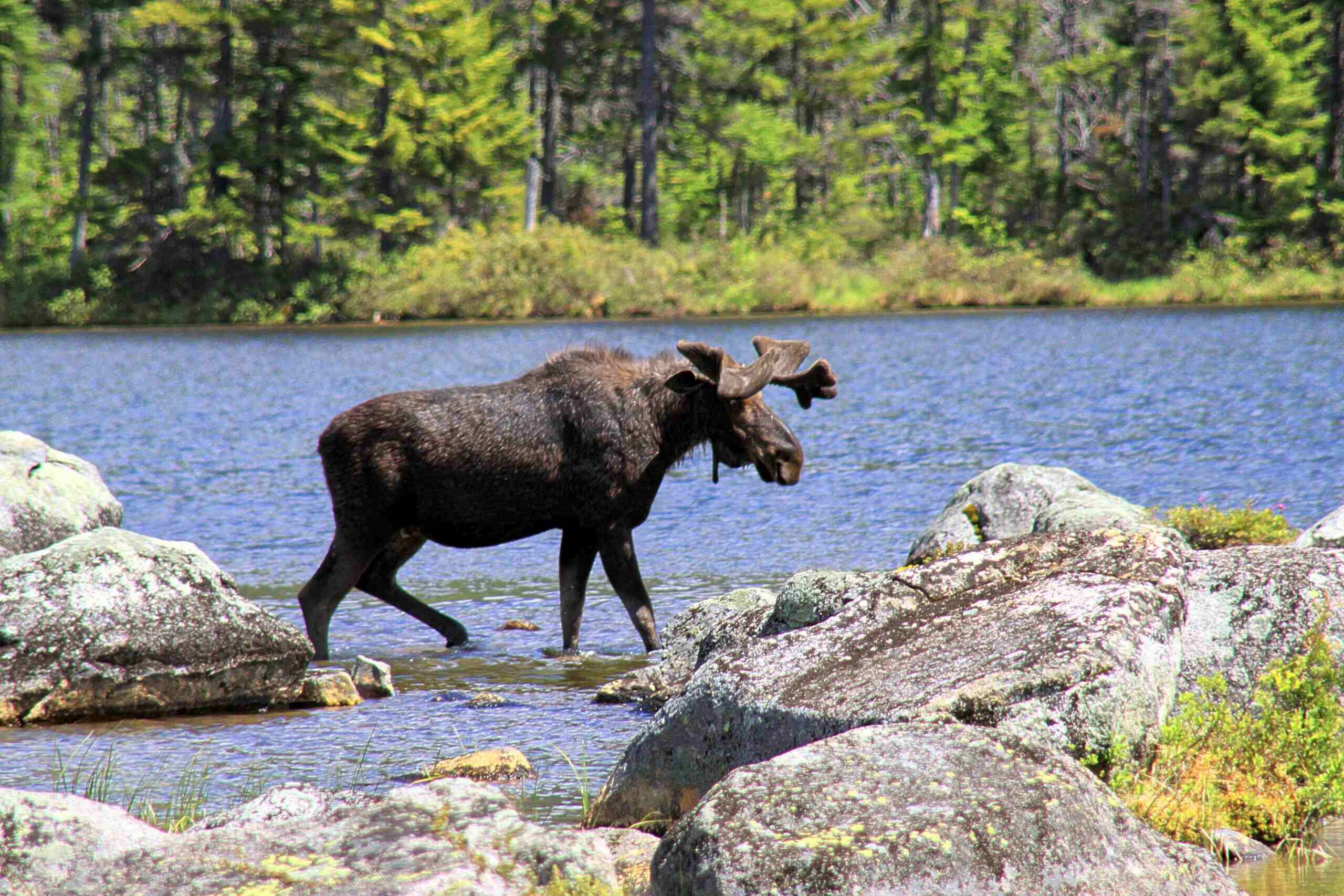 moose-brooks-enchanting-mountain-streams