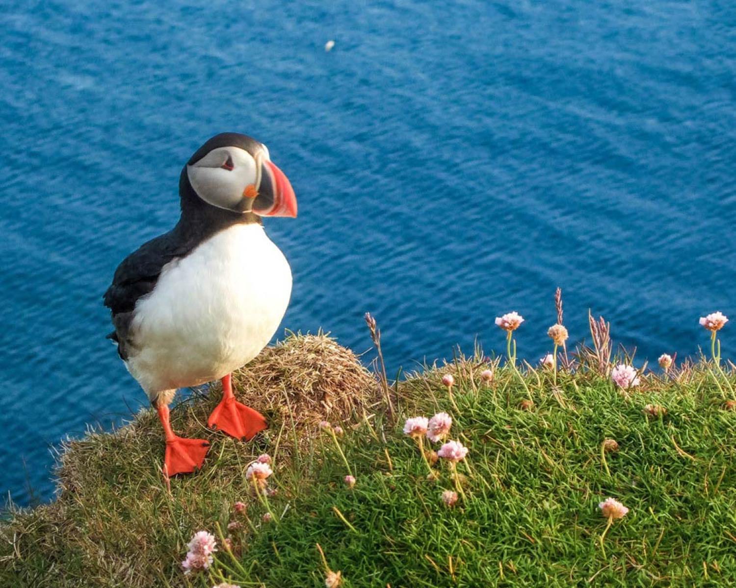 Mysteries-Of-Latrabjarg-Puffin-Cliffs mysteries-of-latrabjarg-puffin-cliffs