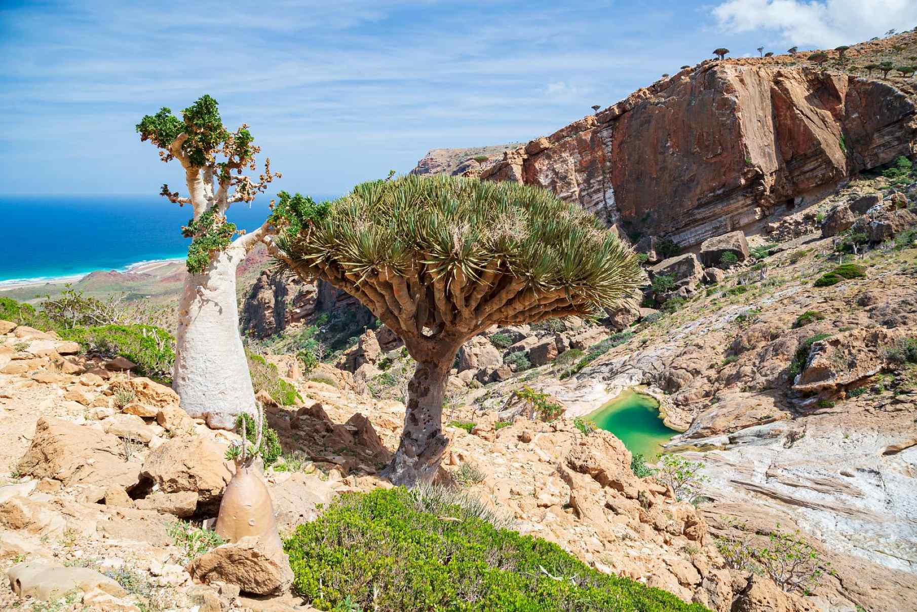 Mysteries-Of-Socotra-Homhil-Protected-Area-Trek mysteries-of-socotra-homhil-protected-area-trek