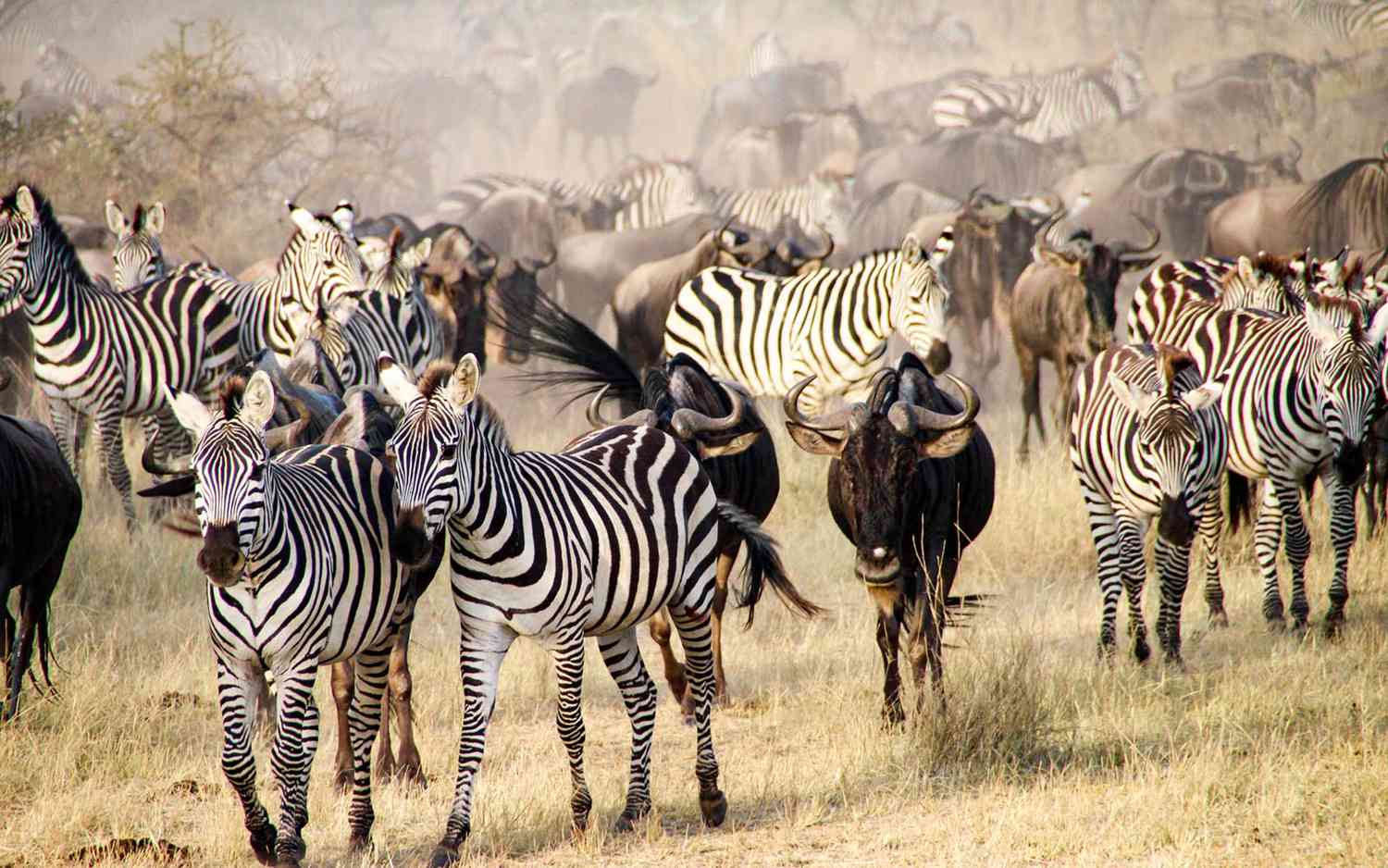 Mysteries-Of-The-African-Great-Migration-Safari mysteries-of-the-african-great-migration-safari