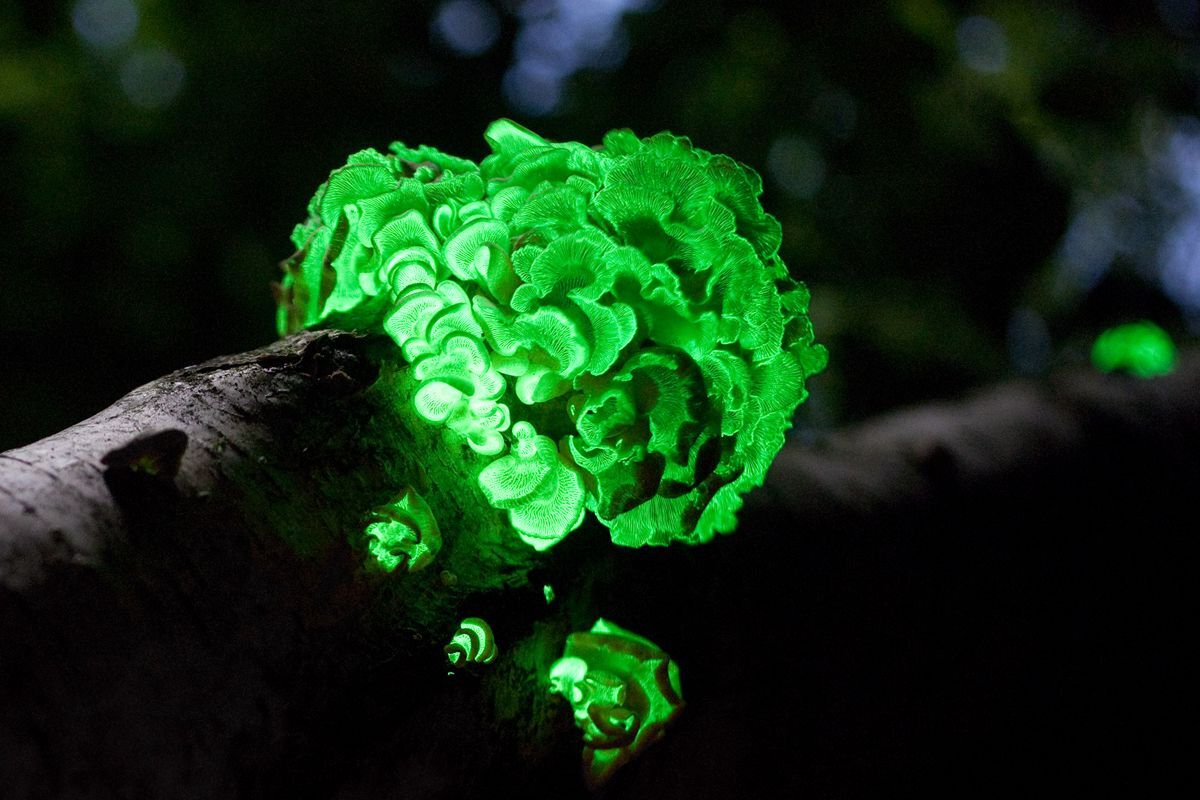 Mysteries-Of-The-Foxfire-Forests-And-Bioluminescent-Bayous mysteries-of-the-foxfire-forests-and-bioluminescent-bayous