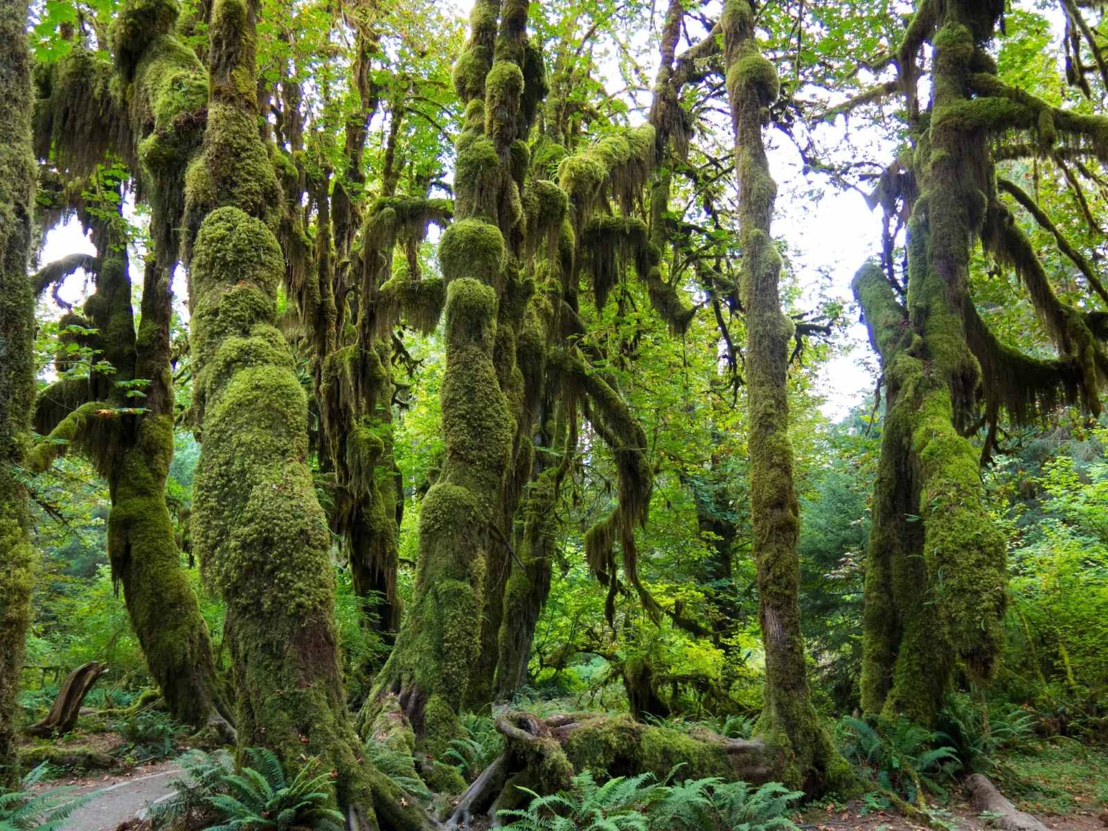 Mysteries-Of-The-Hoh-Rainforest-Canopy mysteries-of-the-hoh-rainforest-canopy