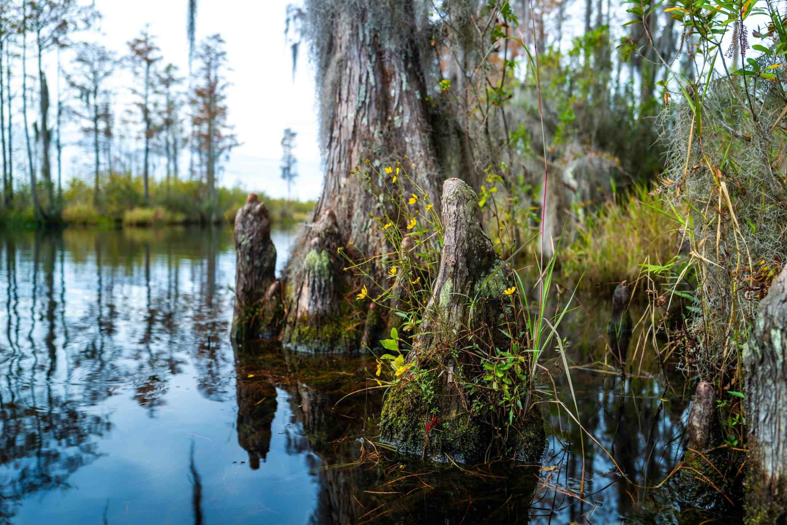 Mysterious-Magnolia-Swamps-Of-The-Coastal-Plain mysterious-magnolia-swamps-of-the-coastal-plain