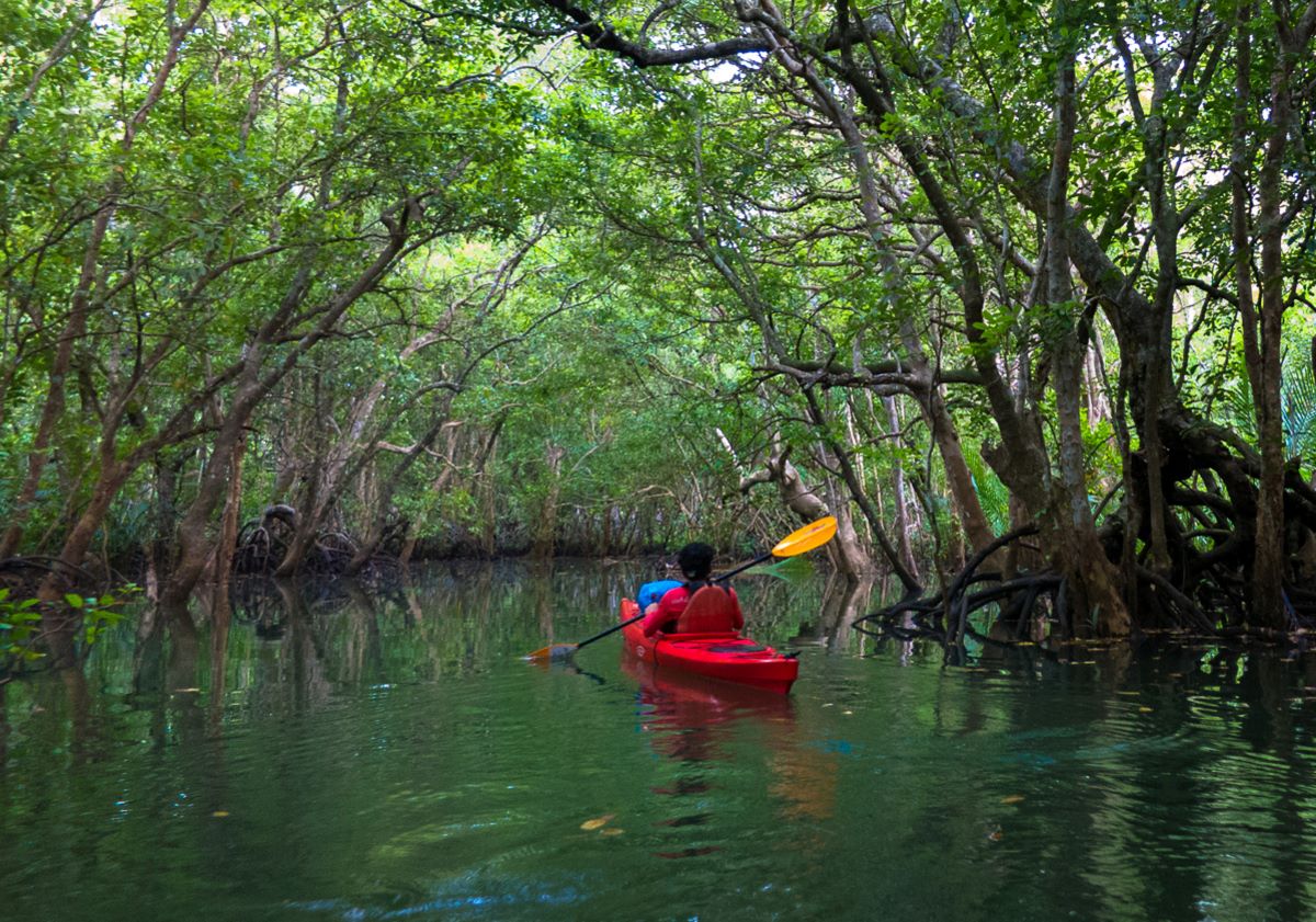 Mysterious-Mangrove-Kayak-Trails-Of-The-Ten-Thousand-Islands mysterious-mangrove-kayak-trails-of-the-ten-thousand-islands