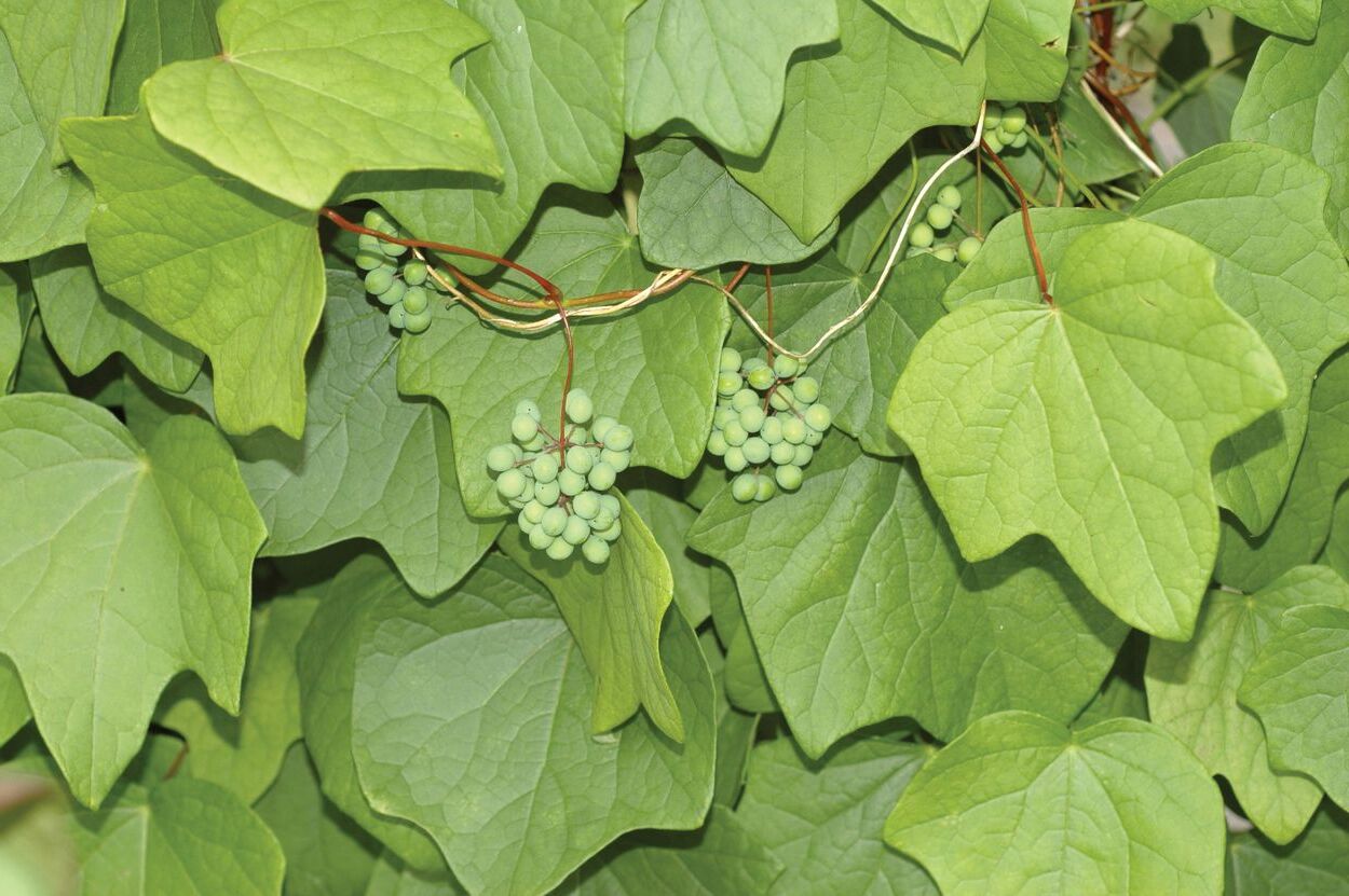 Mysterious-Moonseed-Vines-Of-The-Atlantic-Coast mysterious-moonseed-vines-of-the-atlantic-coast