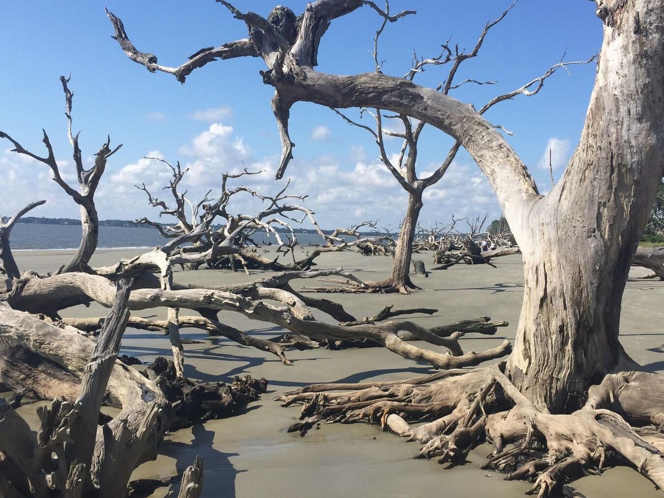 mysterious-oak-alleys-of-driftwood-beach-georgia