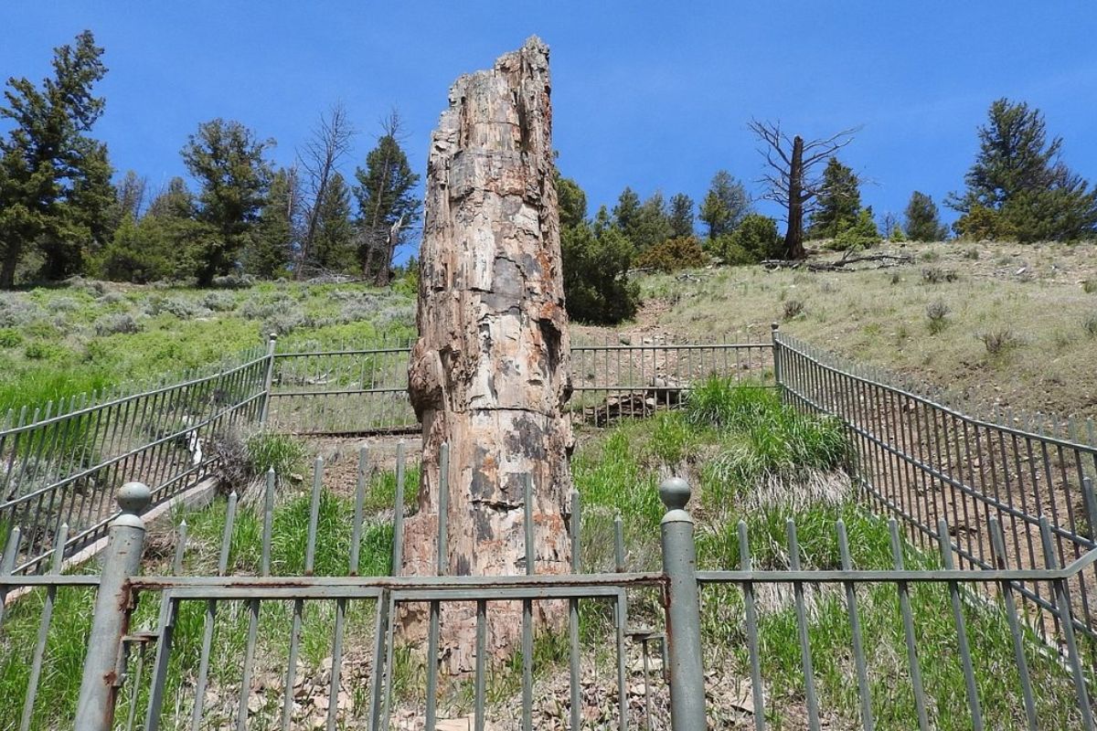 Mystery-Fossil-Forests-Of-Yellowstone mystery-fossil-forests-of-yellowstone