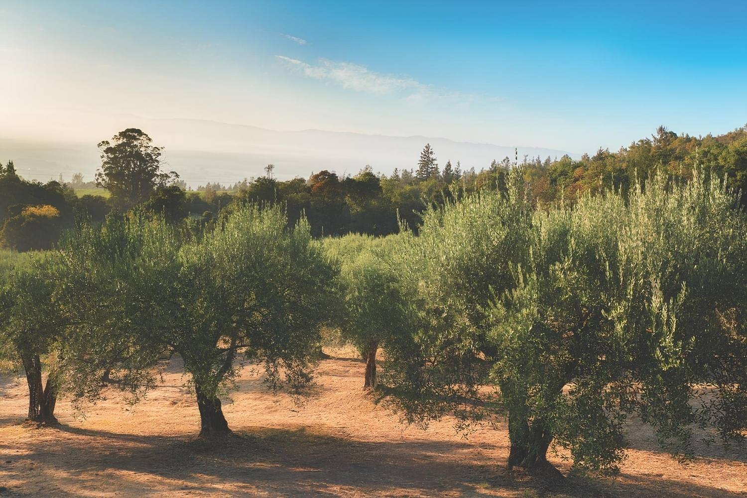 mystery-of-californias-lost-olive-groves