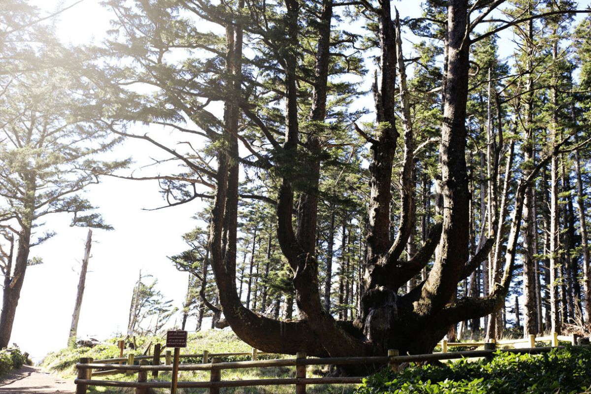 mystery-of-cape-meares-octopus-tree-unveiled