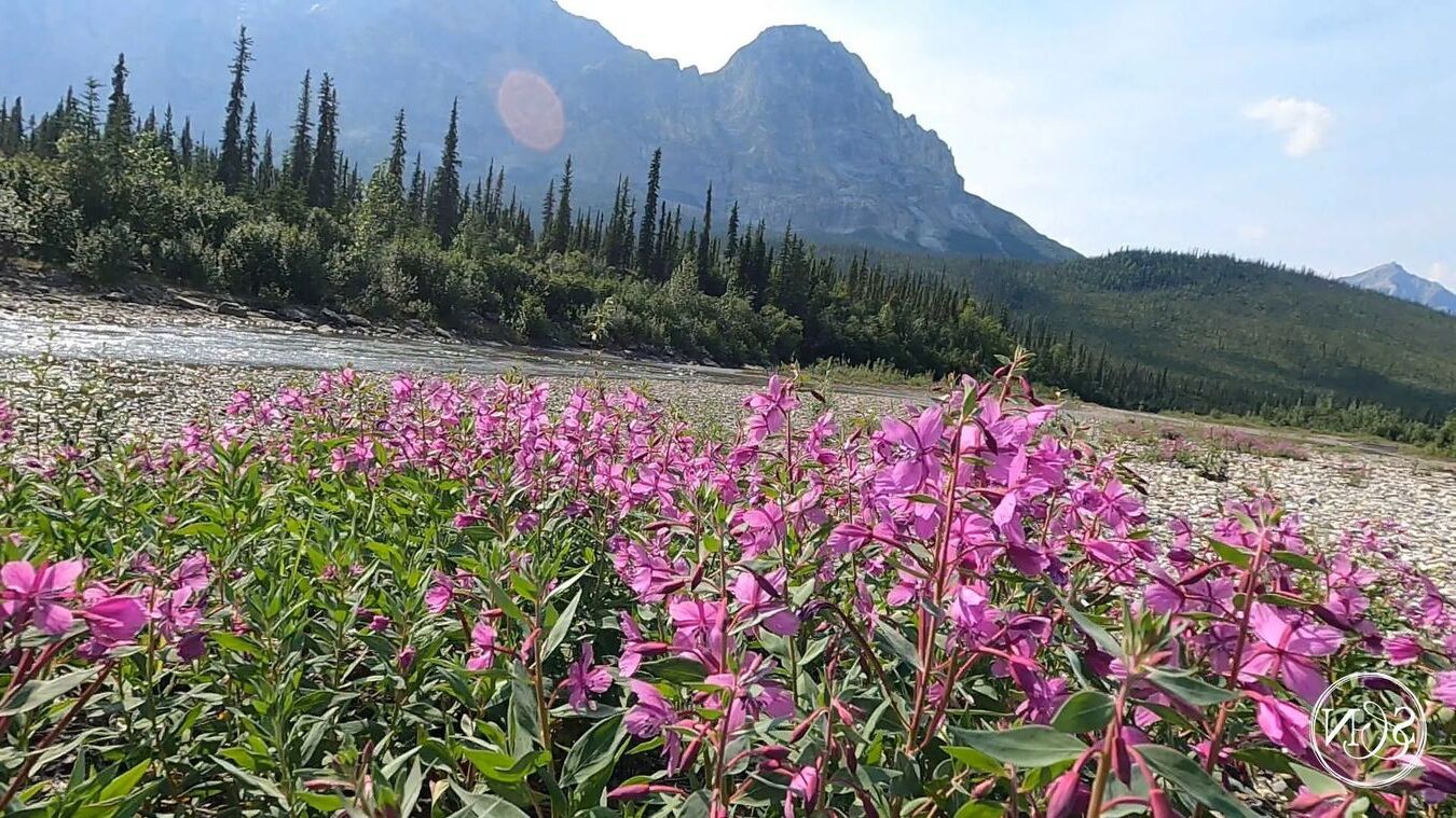 Mystery-Of-Fireweed-Fields-In-Denali-Alaska mystery-of-fireweed-fields-in-denali-alaska