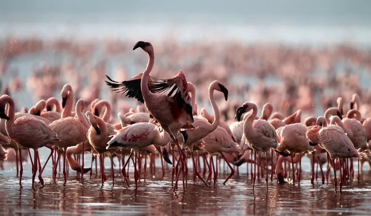 Mystery-Of-Lake-Natron8217s-Flamingo-Flocks mystery-of-lake-natrons-flamingo-flocks