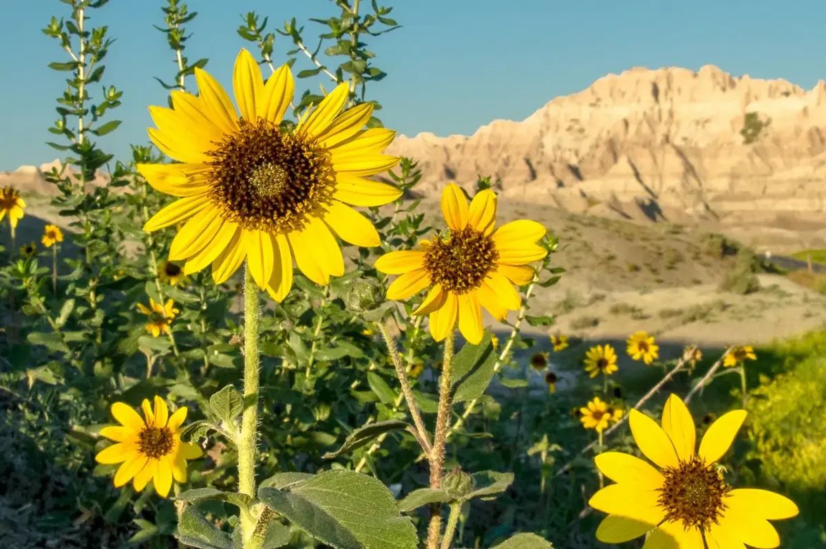 Mystery-Of-Silent-Sunflower-Seas-In-South-Dakota8217s-Badlands mystery-of-silent-sunflower-seas-in-south-dakotas-badlands