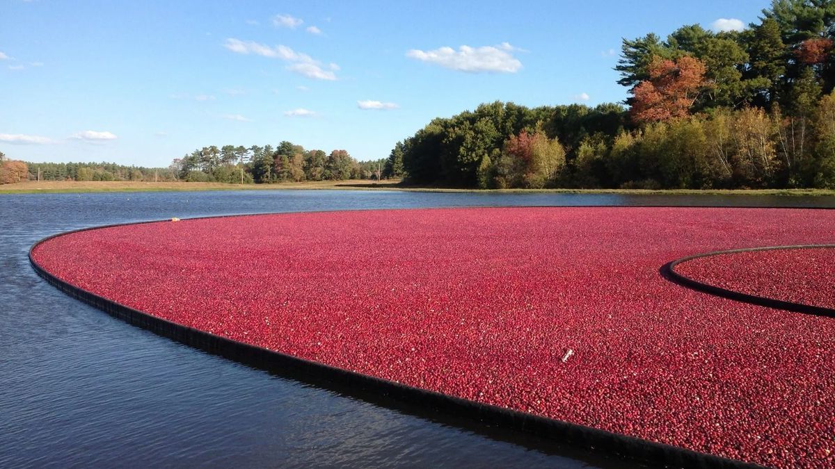 Mystery-Of-The-Floating-Cranberry-Bogs-In-Massachusetts mystery-of-the-floating-cranberry-bogs-in-massachusetts