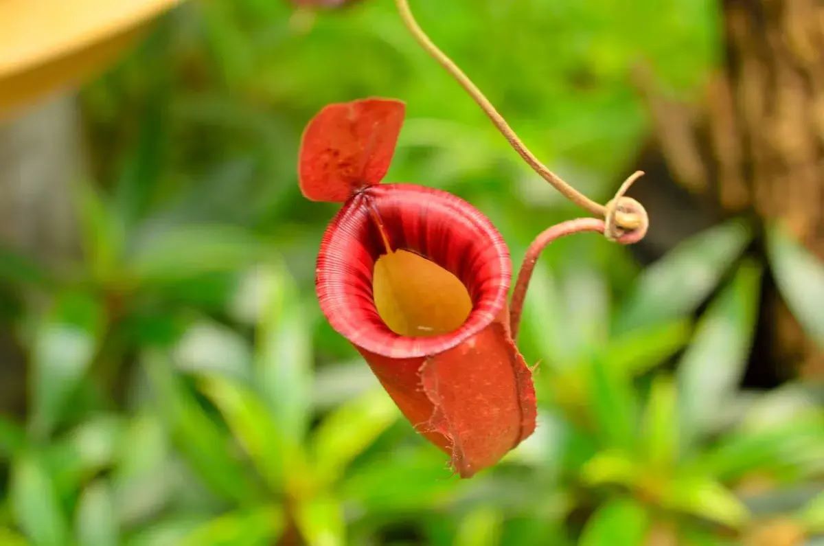 Mystery-Of-The-Floating-Pitcher-Plant-Bogs mystery-of-the-floating-pitcher-plant-bogs