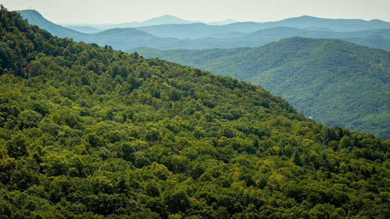 Mystery-Of-The-Foxfire-Forests mystery-of-the-foxfire-forests