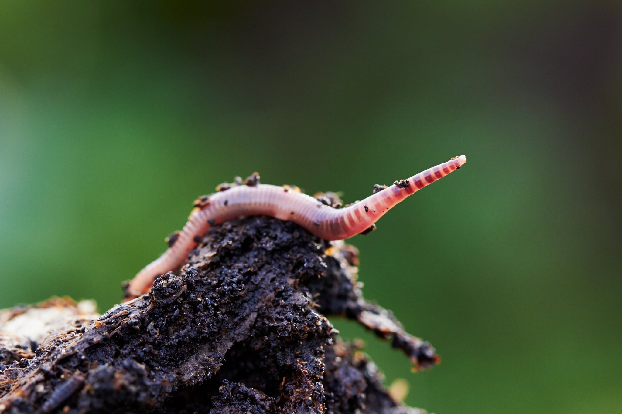 Mystery-Of-The-Tundra-Earthworm-Eskers mystery-of-the-tundra-earthworm-eskers