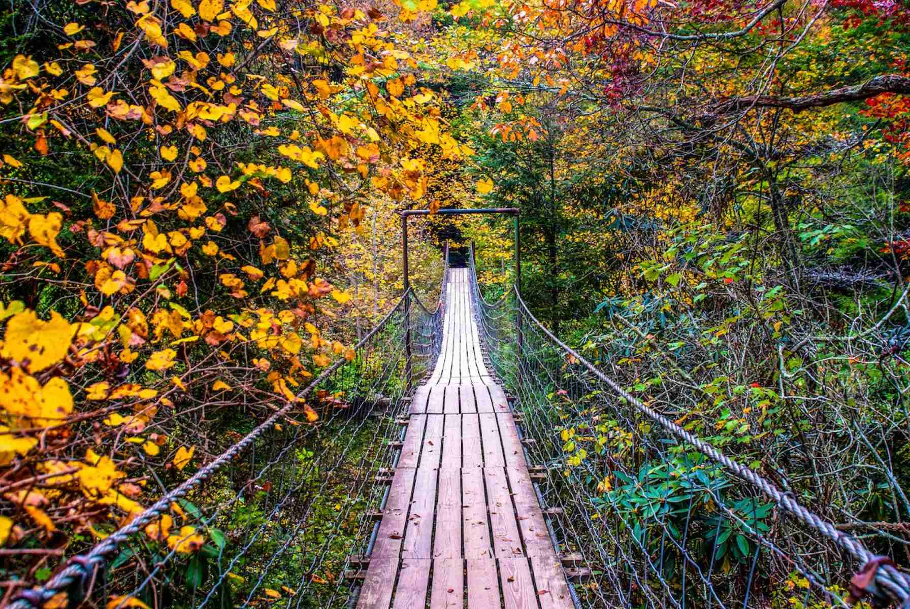 Mystery-Spider-Web-Bridges-Of-Tennessee8217s-Fall-Creek-Falls-State-Park mystery-spider-web-bridges-of-tennessees-fall-creek-falls-state-park