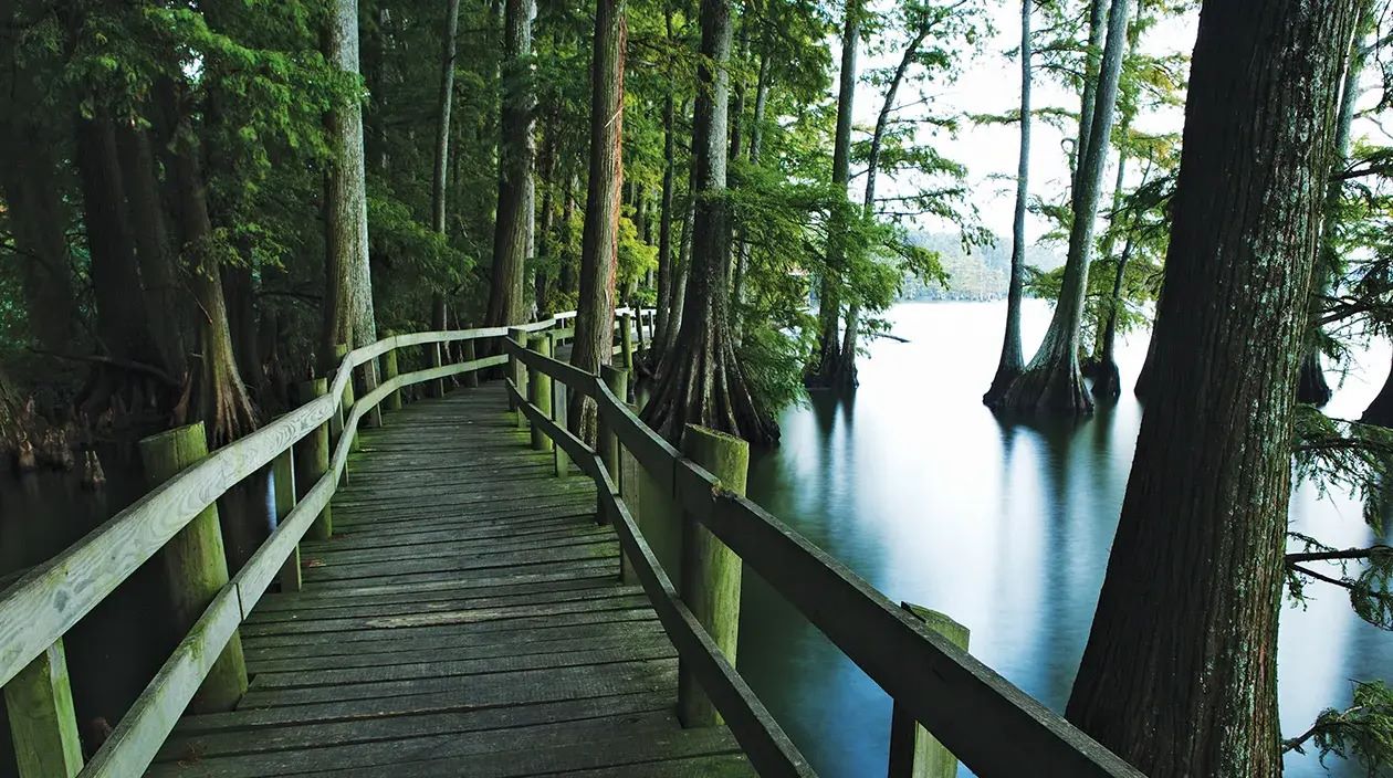 mystical-adventures-in-reelfoot-lakes-cypress-swamps
