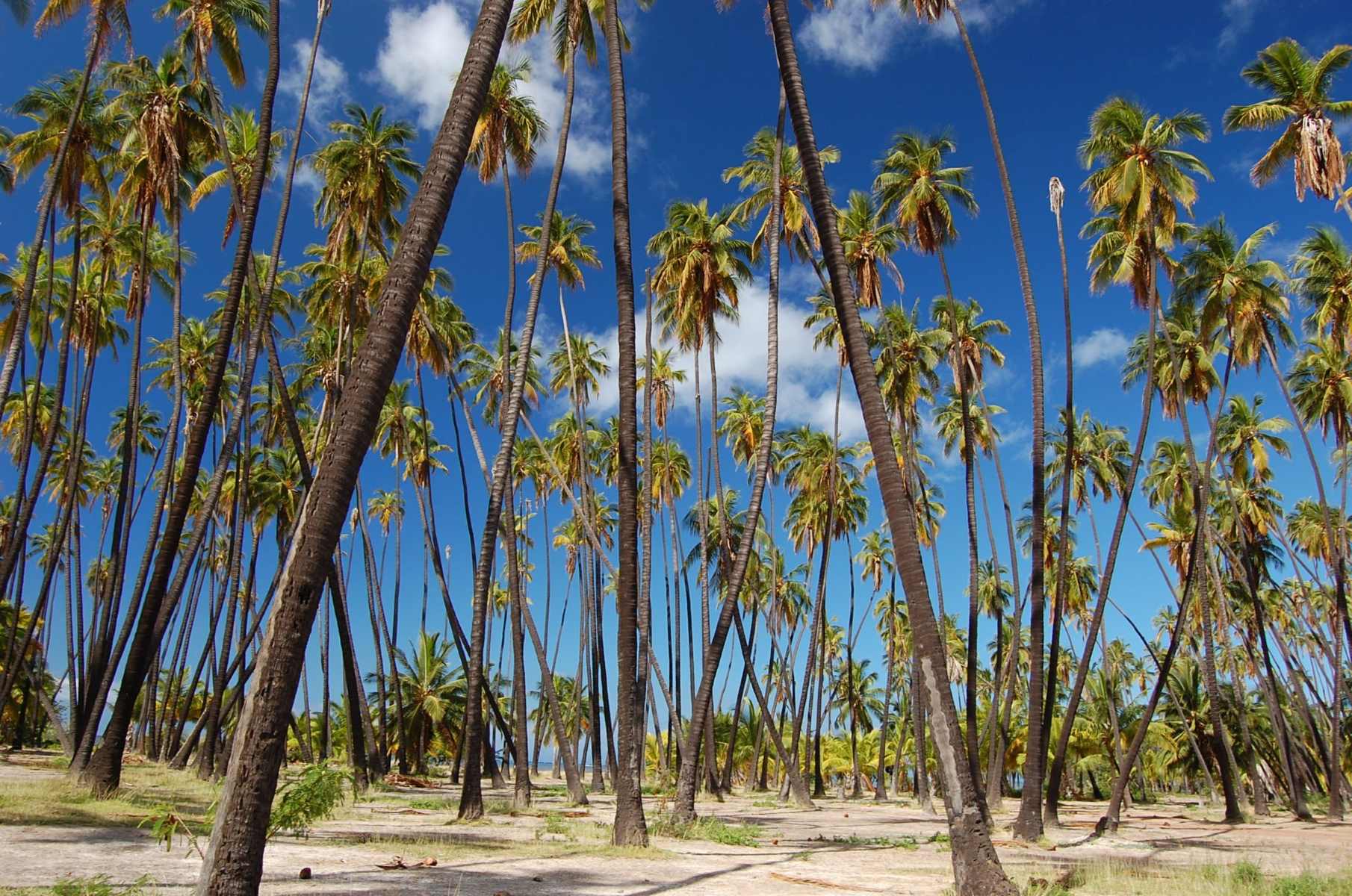 mystical-magic-of-molokais-kapuaiwa-coconut-grove