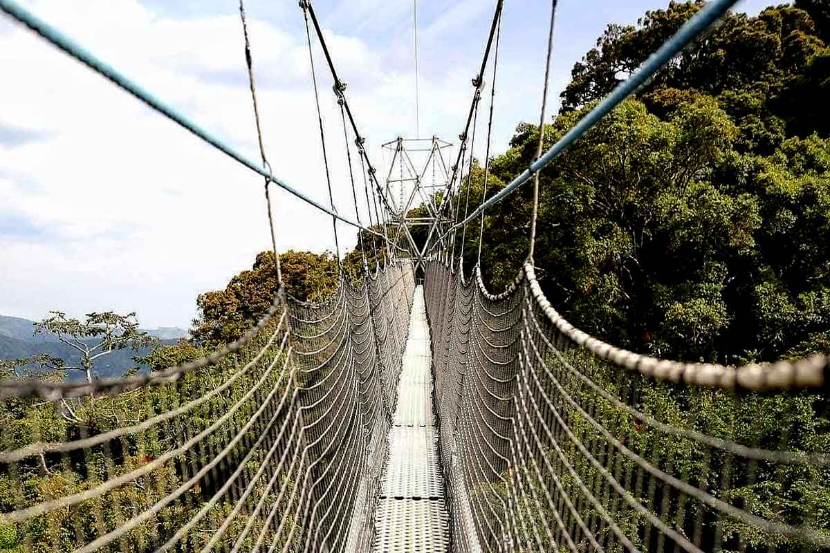 Nyungwe-Forest-Rwanda8217s-Hidden-Canopy-Walk nyungwe-forest-rwandas-hidden-canopy-walk