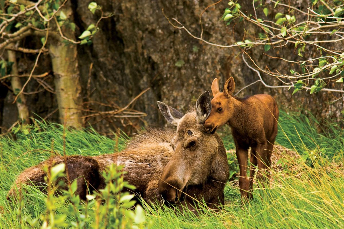 paddle-through-paradise-at-kenai-wildlife-refuge
