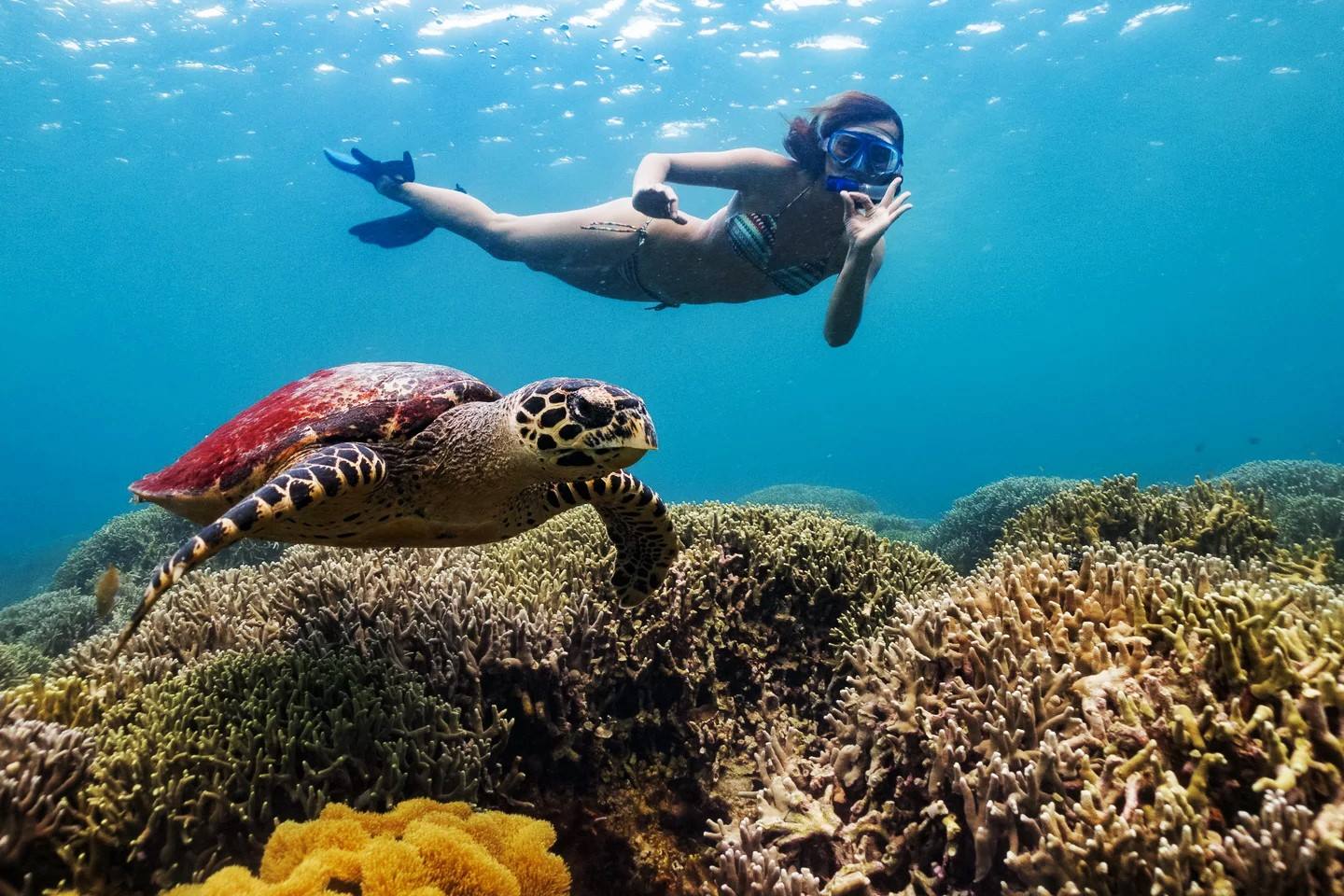 Philippines-Coral-Garden-Snorkeling-Adventure philippines-coral-garden-snorkeling-adventure
