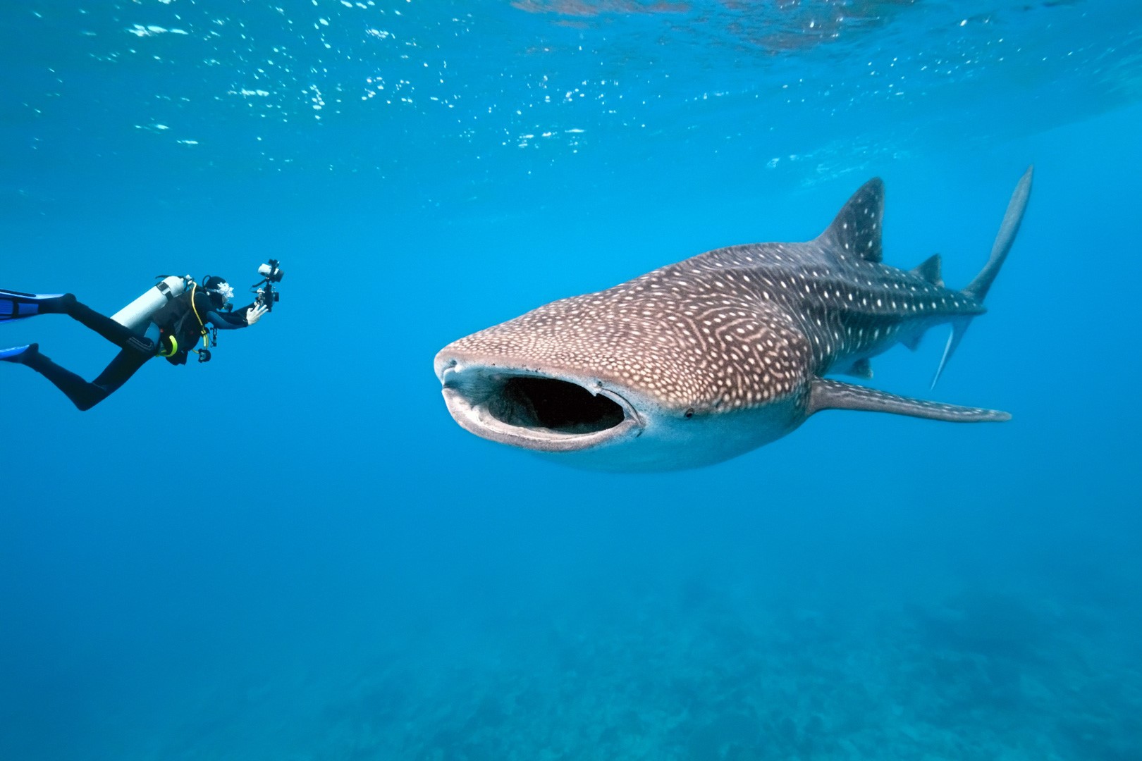 Philippines-Whale-Shark-Adventure philippines-whale-shark-adventure