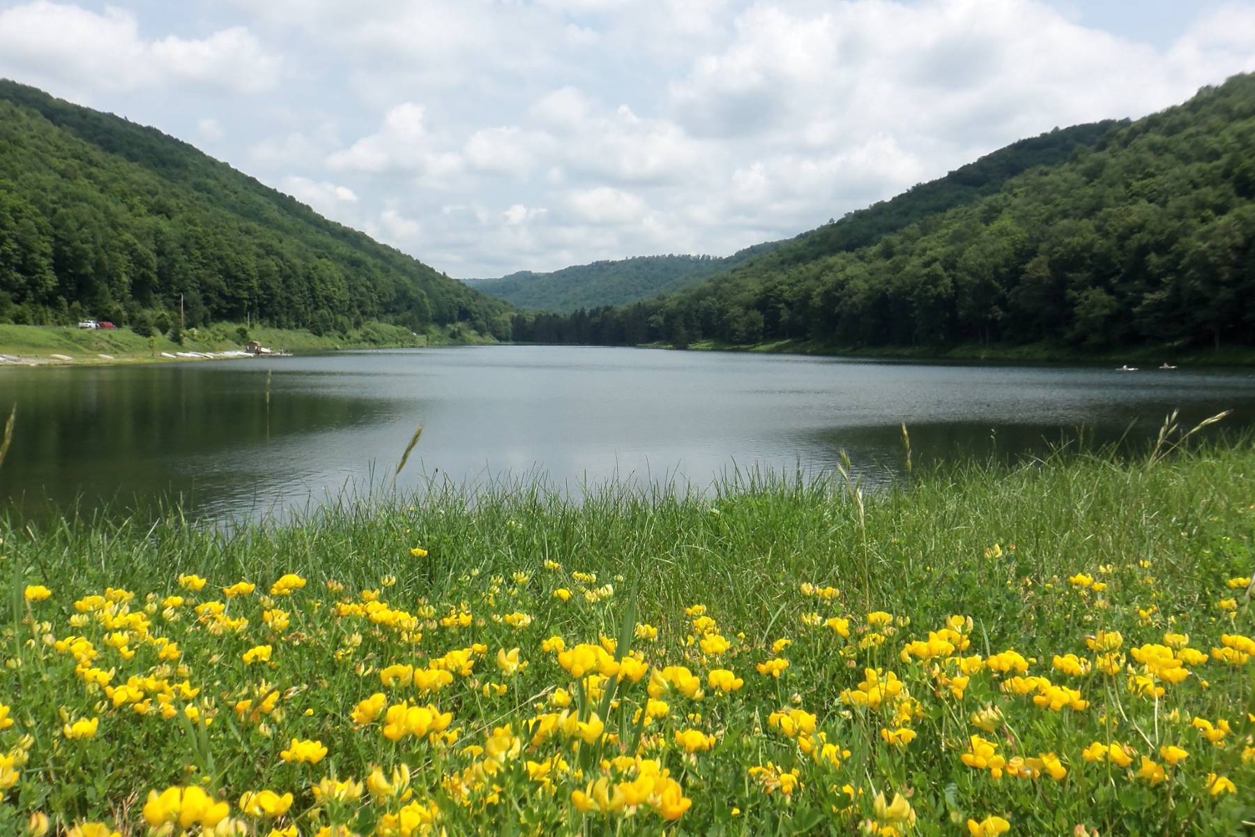 Raccoon-Creek8217s-Enchanting-Wildflower-Wonderland raccoon-creeks-enchanting-wildflower-wonderland