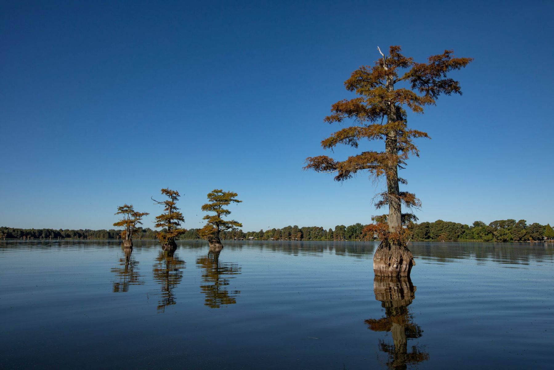 reelfoot-lake-tennessees-mysterious-earthquake-lake