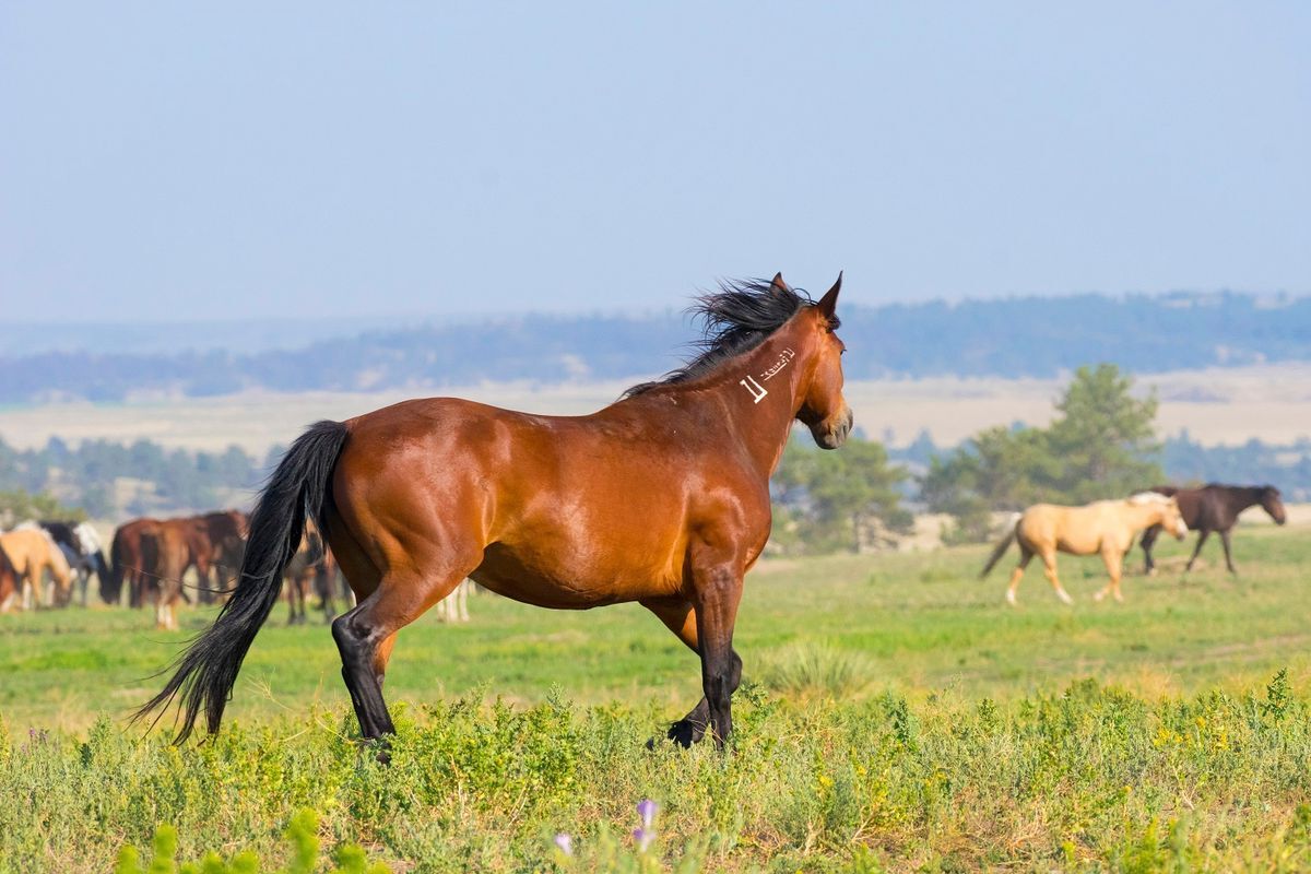 roam-with-majestic-wild-horses-in-black-hills-sanctuary