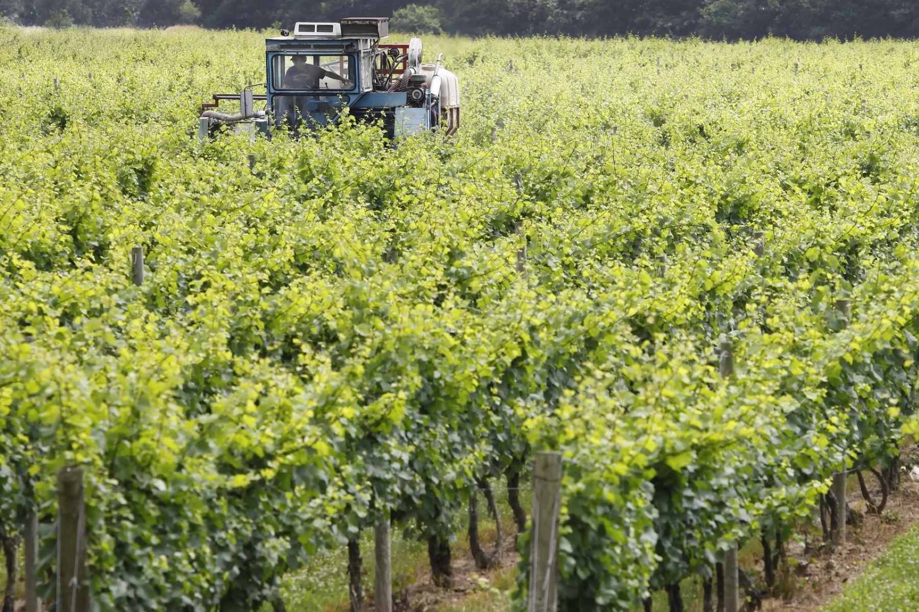 Savor-Coastal-Elegance-At-Westport-Rivers-Vineyard savor-coastal-elegance-at-westport-rivers-vineyard