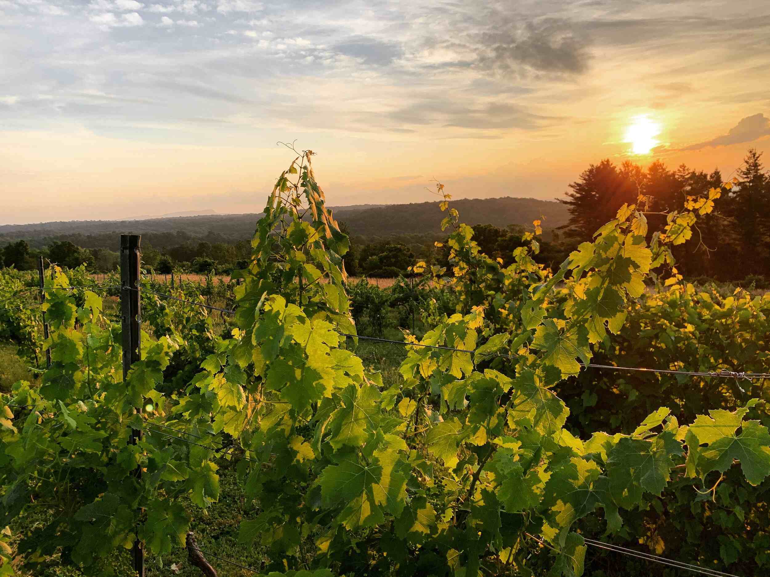 savor-the-splendor-at-gouveia-vineyards