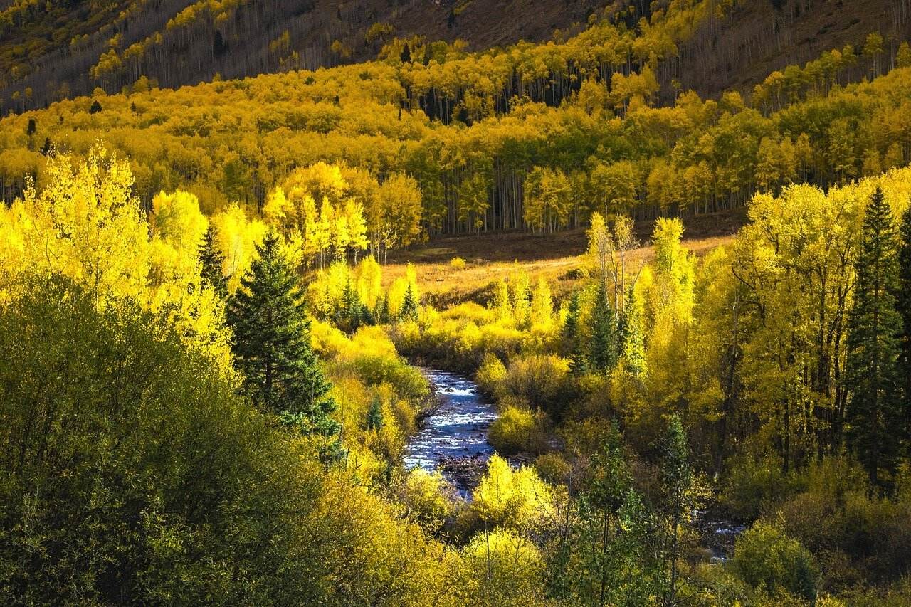 Secret-Aspen-Groves-In-Colorado secret-aspen-groves-in-colorado