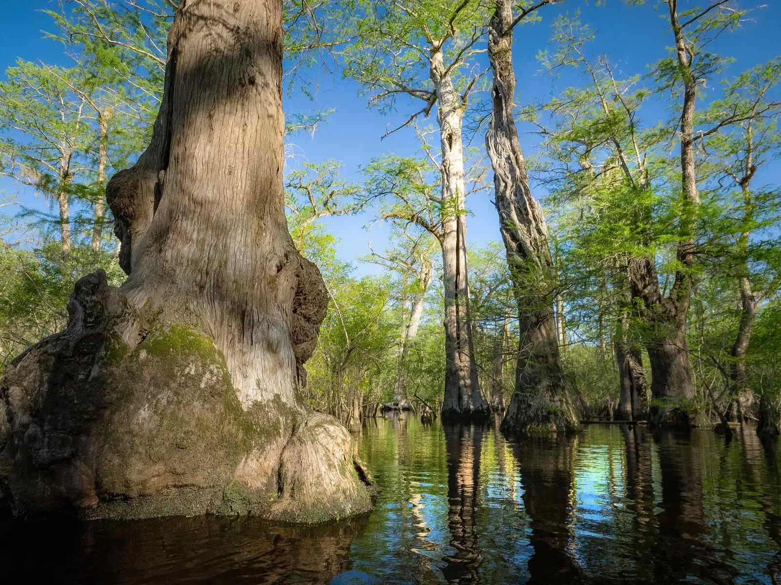 Secret-Bald-Cypress-Swamps-Of-South-Carolina secret-bald-cypress-swamps-of-south-carolina