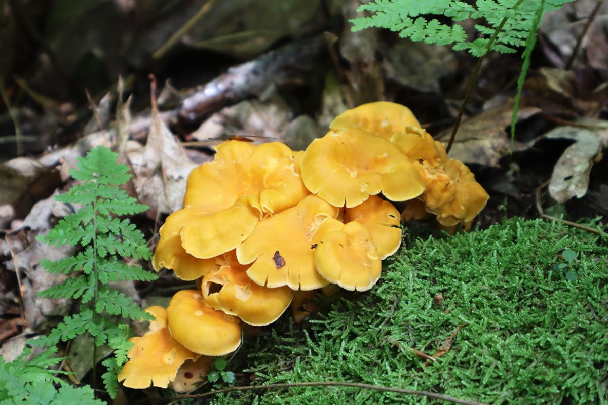Secret-Chanterelle-Mushroom-Forests-Of-The-Pacific-Northwest secret-chanterelle-mushroom-forests-of-the-pacific-northwest